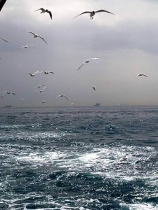 10356729_1241710155855963_5748620974256694301_n