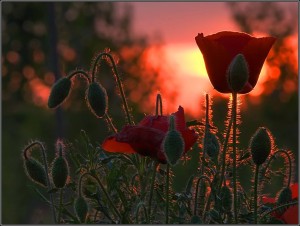 12963918_828339417291998_2929250673608863063_n