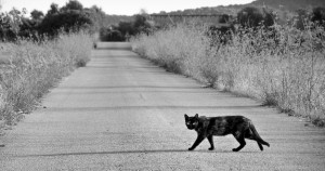 gatto nero che attraversa strada