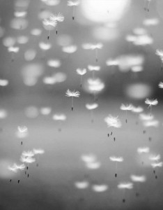 tumblr_static_21193_227500077374866_148924710_n